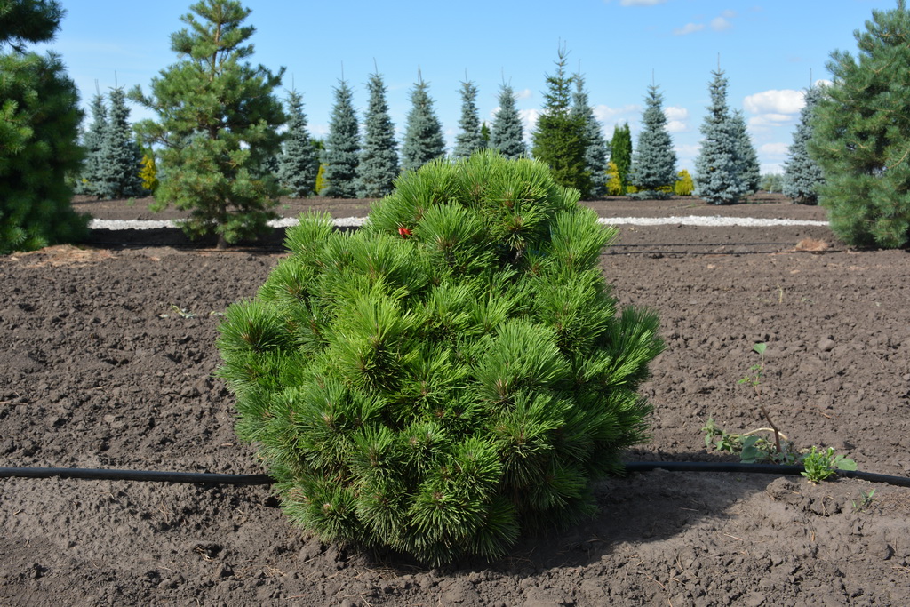 Pinus resinosa `KBN-Dwarf` (3).JPG